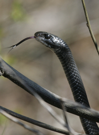 Black Racer